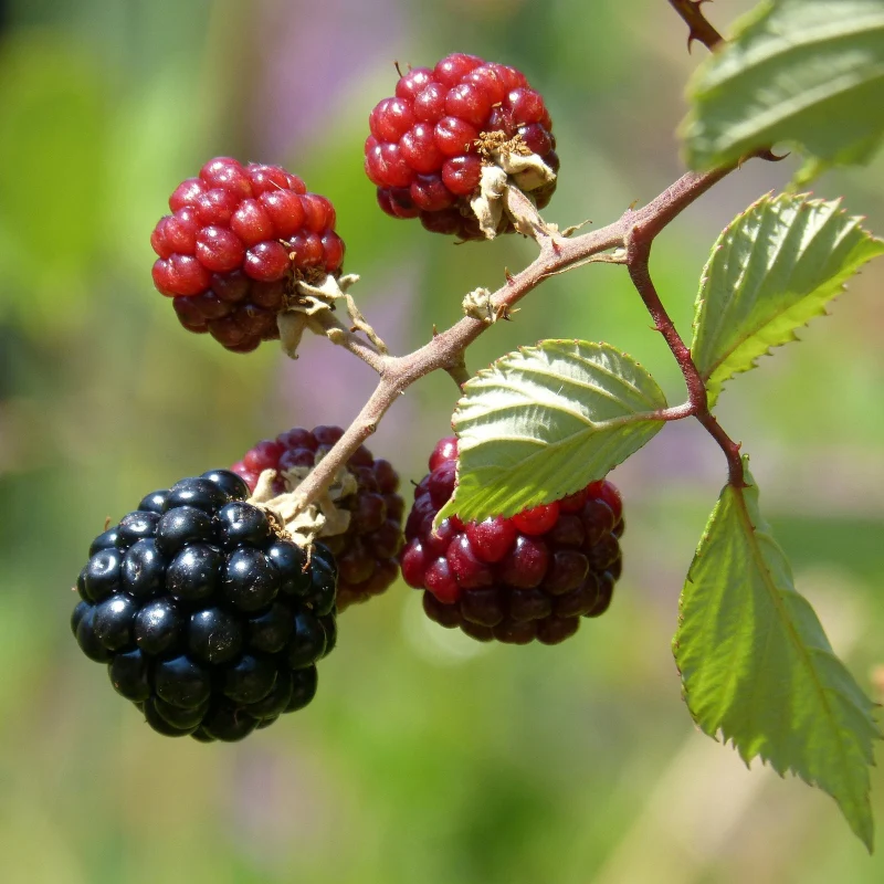 Brombeere - Image 3