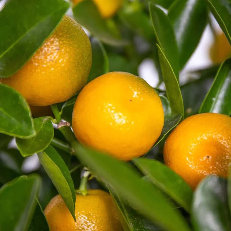 Calamondin-Orange - Image 3