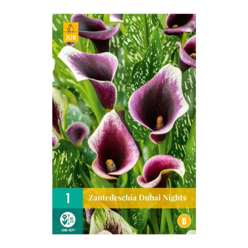 Calla Dubai Nights (Tasche 1 Stück)