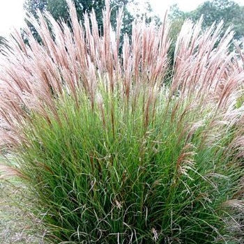 Chinaschilf 'Gracillimus' - Image 2