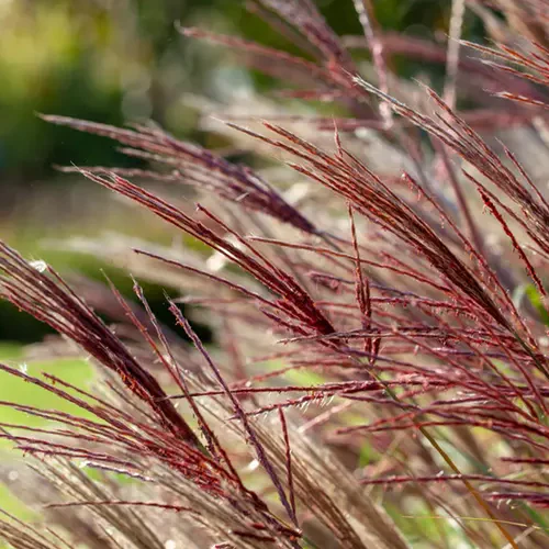 Chinaschilf 'Red Chief' - Image 2