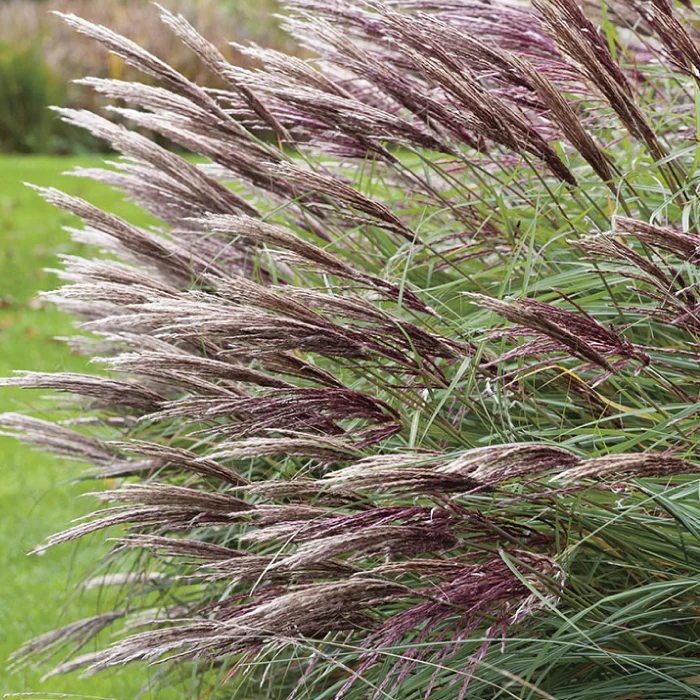 Chinaschilf 'Red Chief' - Image 3