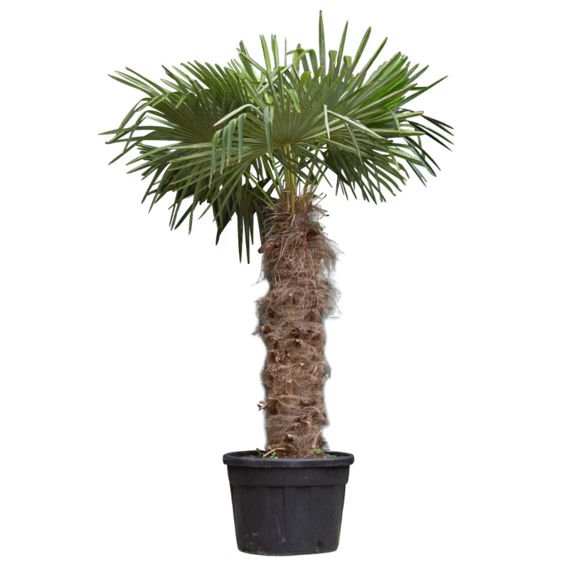 Chinesische Hanfpalme - Image 3