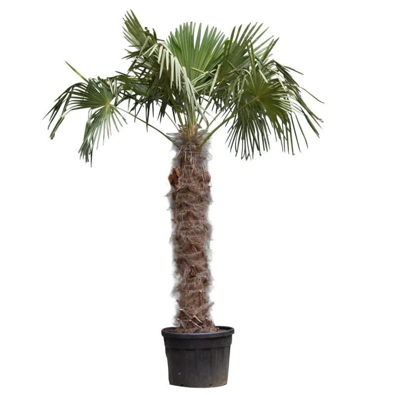 Chinesische Hanfpalme - Image 4