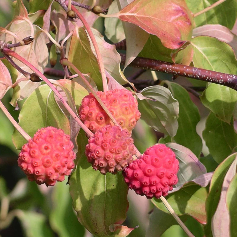 Chinesischer Blumen-Hartriegel 'Schmetterling' - Image 3