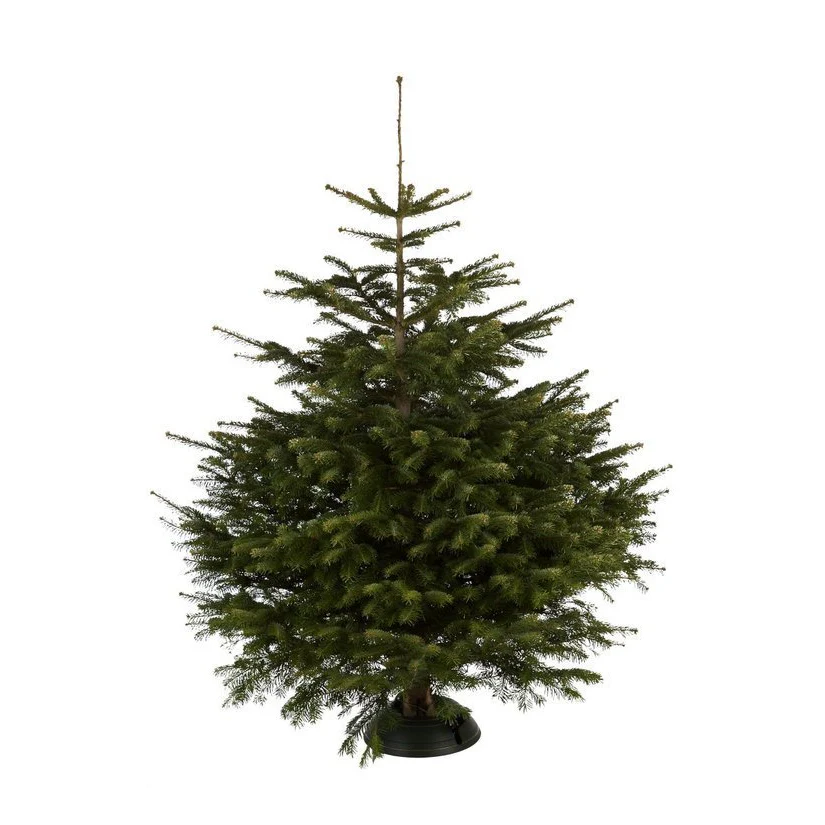 Christbaumständer Cinco - Image 5