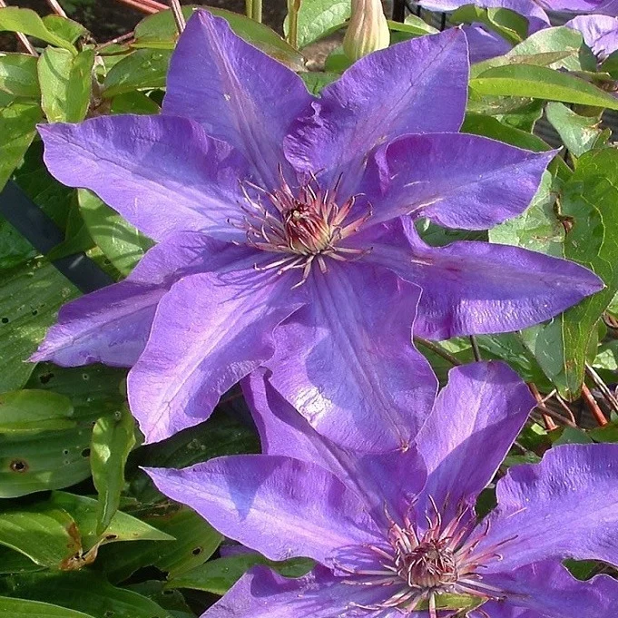 Clematis lila - Image 3