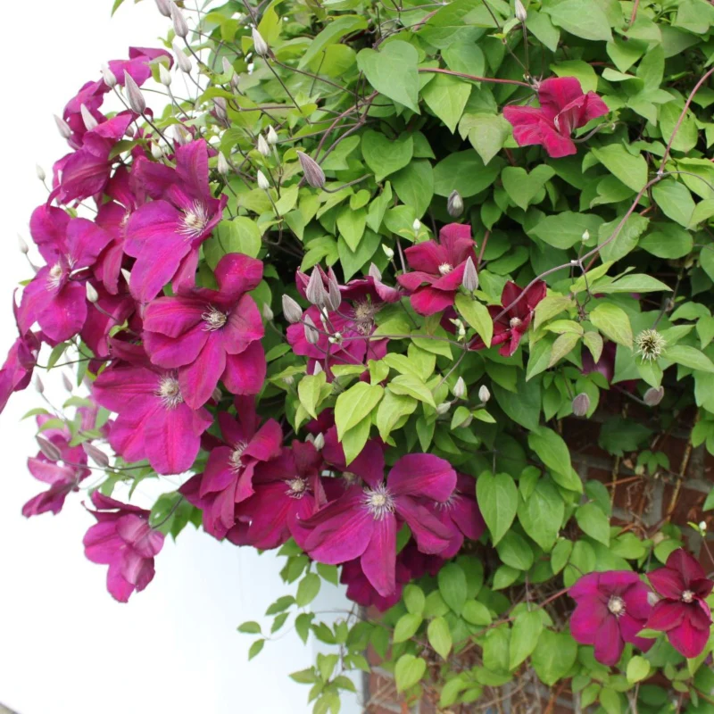 Clematis rot - Image 3