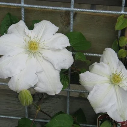 Clematis weiß - Image 3
