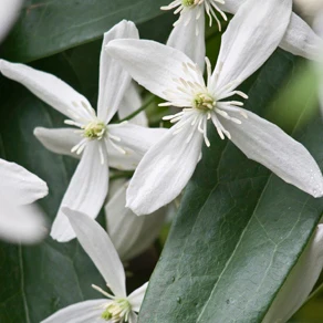 Clematis weiß immergrün - Image 3