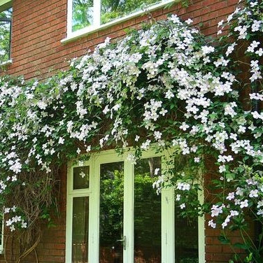 Clematis weiß immergrün - Image 4