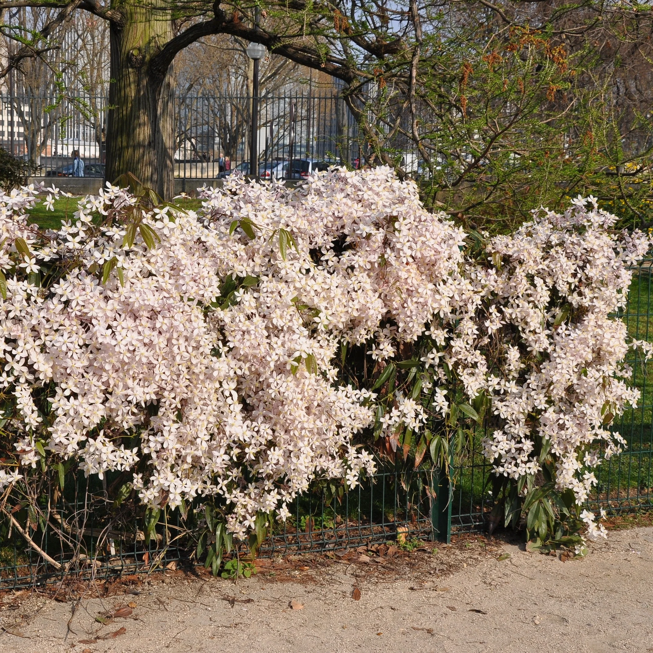 Clematis weiß-rosa immergrün - Image 3