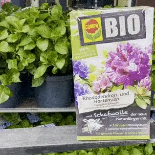 COMPO BIO Rhododendron- und Hortensien Langzeit-Dünger mit Schafwolle - Image 3