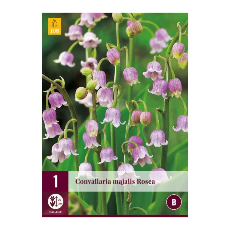 Convallaria Majalis Rosea (Tasche 1 Stück)