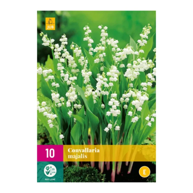 Convallaria majalis (XXL-Tasche 10 Stück)