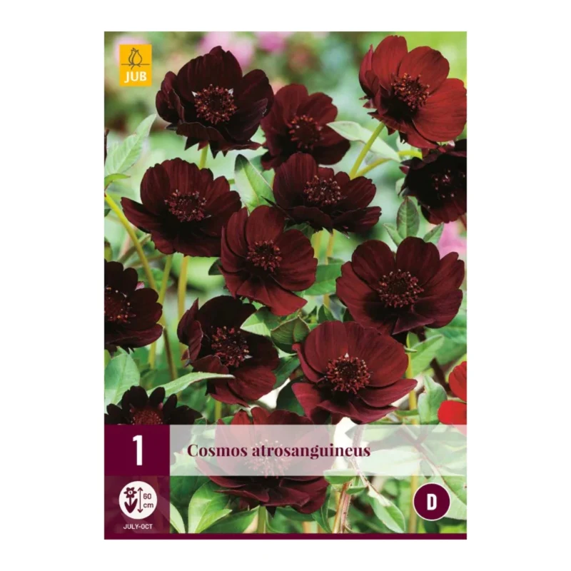 Cosmos Atrosanguineus (Tasche 1 Stück)