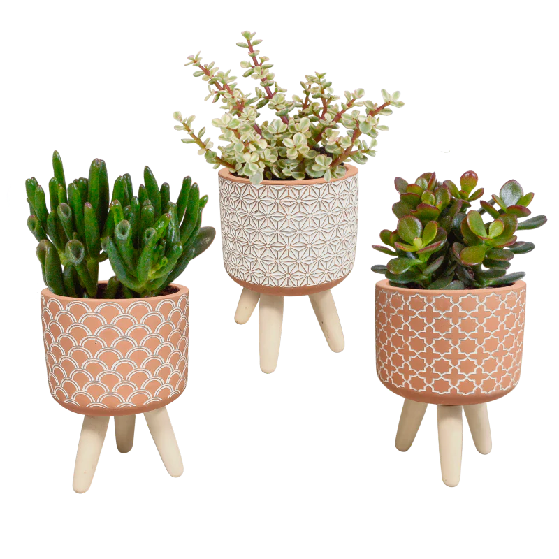 Crassula Mix 3 Stück im Betontopf 8,5 cm Ø