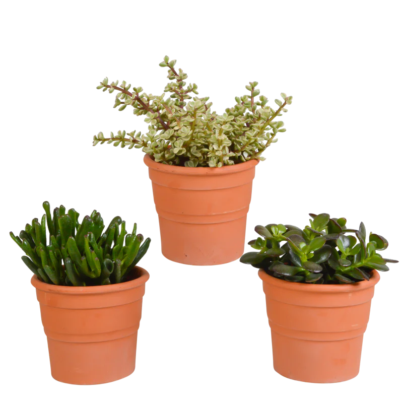 Crassula Mix 3 Stück im Terracotta-Topf 10,5 cm Ø