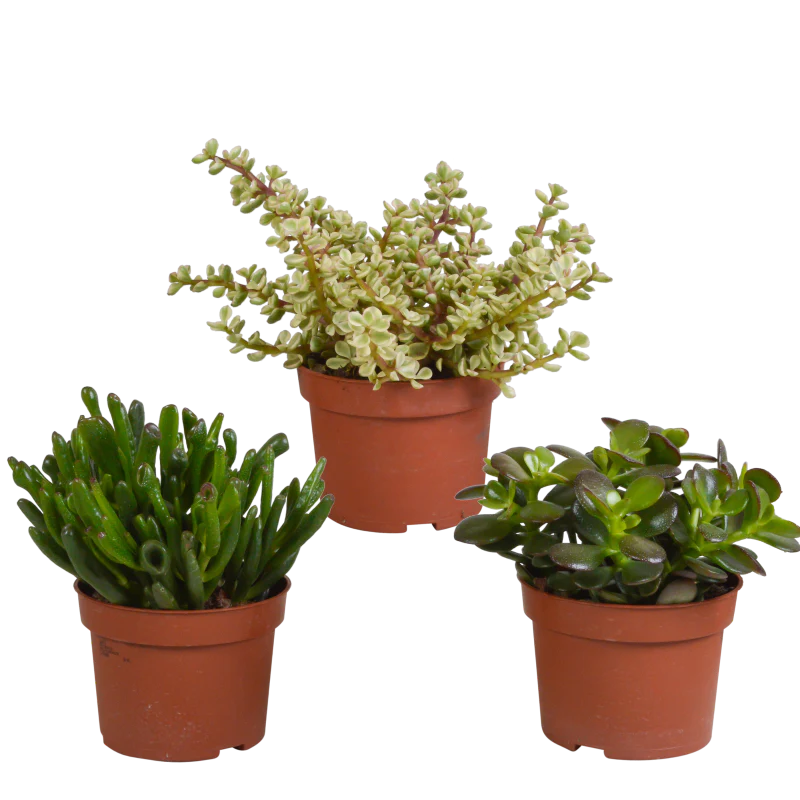 Crassula Mix 3 Stück im Topf 10,5 cm Ø