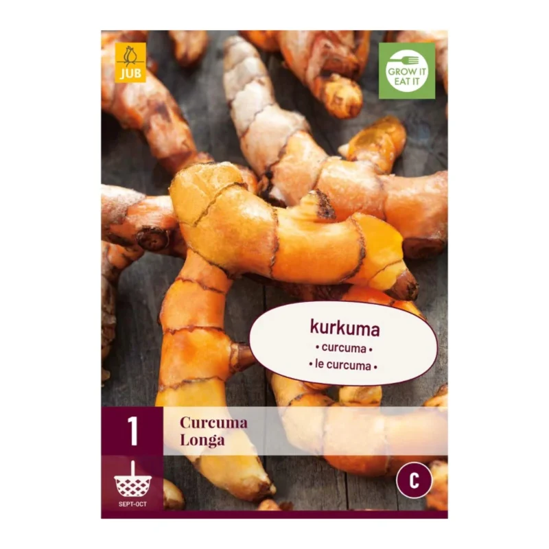 Curcuma longa (Tasche 1 Stück)