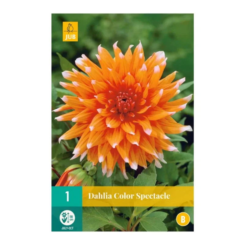 Dahlie Color Spectacle (Tasche 1 Stück)