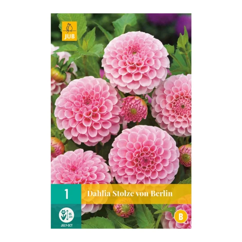 Dahlie Stolze von Berlin (Tasche 1 Stück)