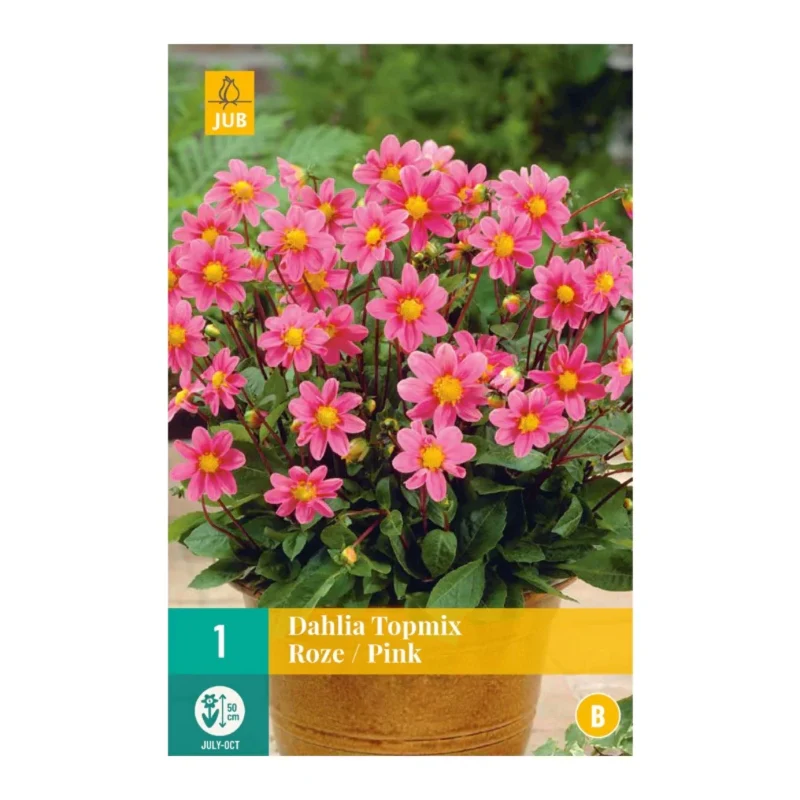 Dahlie Topmix Pink (Tasche 1 Stück)