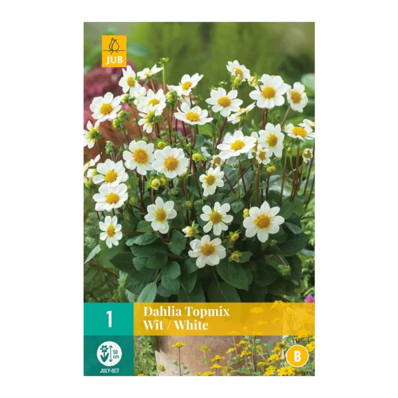 Dahlie Topmix White (Tasche 1 Stück)