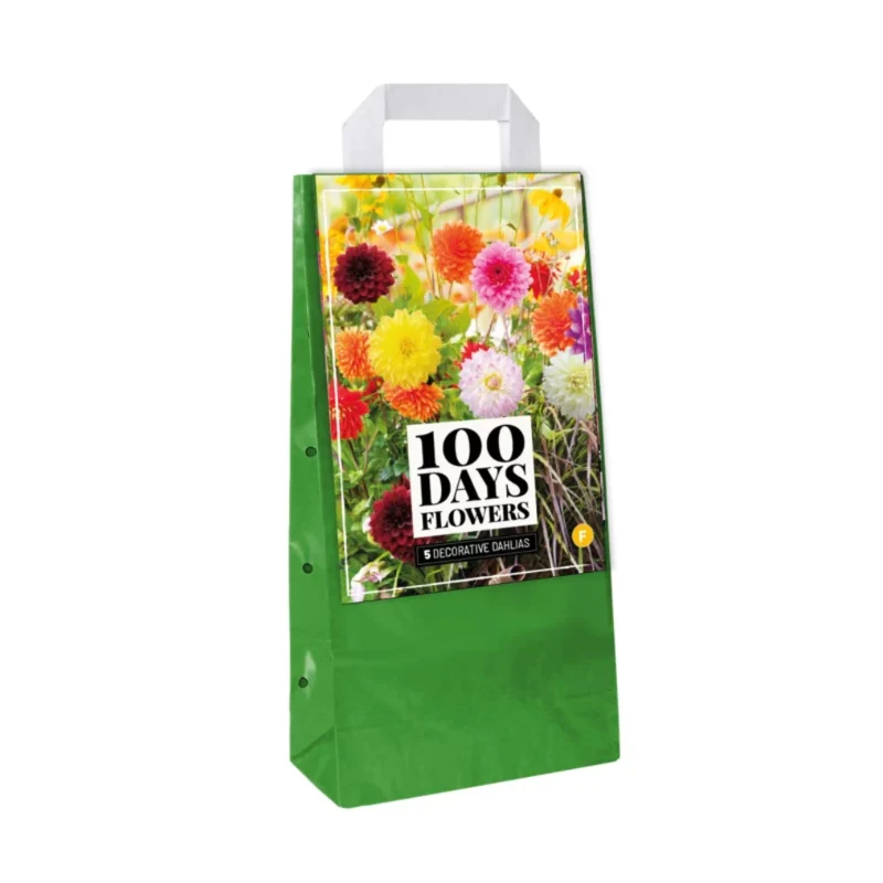 Dekorative Dahlienmischung Deco (Tasche 5 Stück)