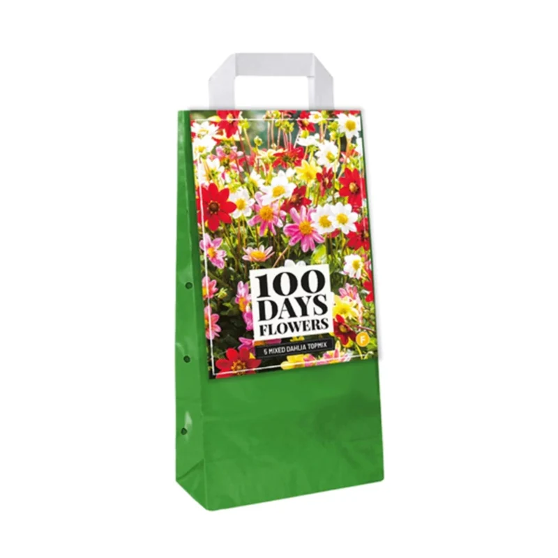 Dekorative Dahlienmischung Topmix (Tasche 5 Stück)