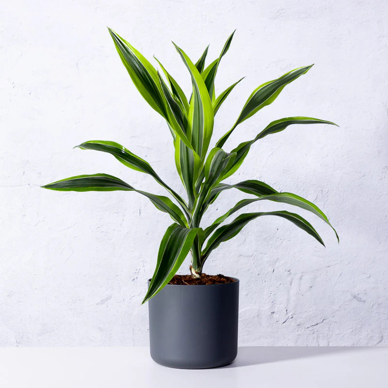 Drachenbaum 'Lemon Lime'