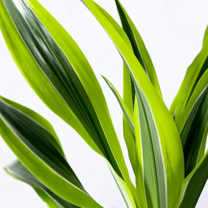 Drachenbaum 'Lemon Lime' - Image 2