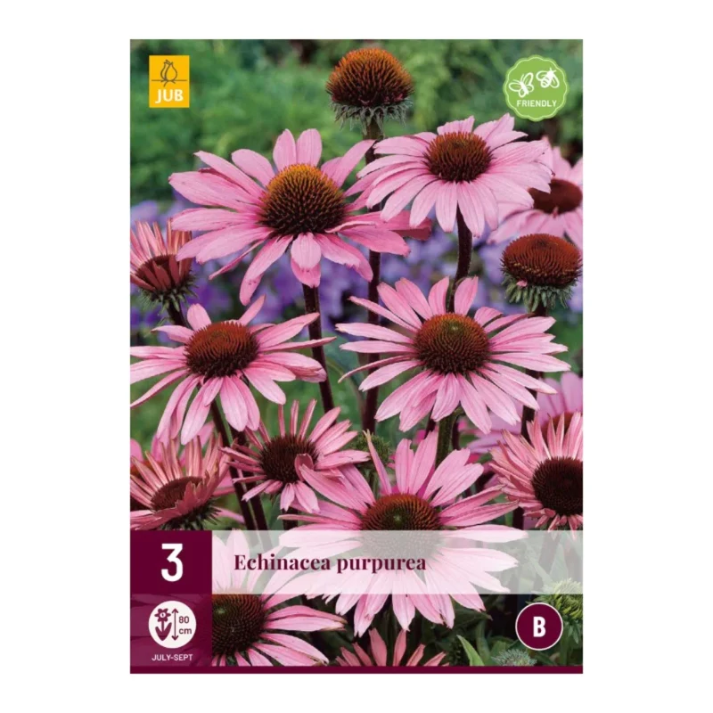 Echinacea Purpurea (Tasche 3 Stück)