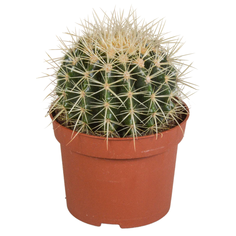 Echinocactus grusonii im Topf 12 cm Ø