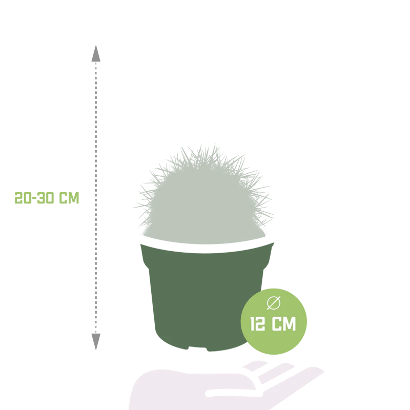 Echinocactus grusonii im Topf 12 cm Ø - Image 2