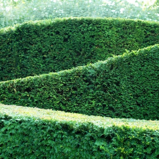 Eibenhecke - Image 3