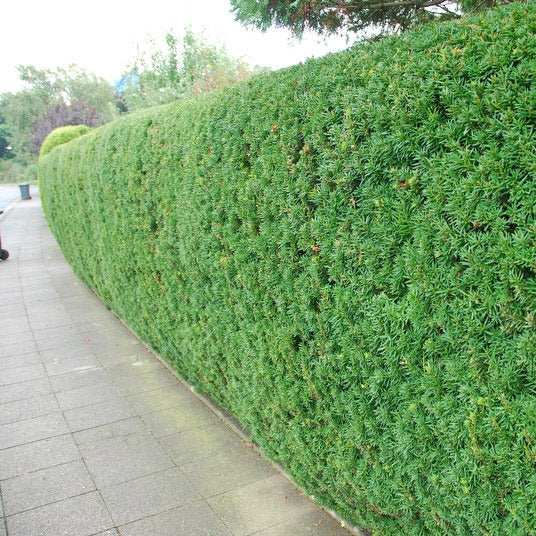 Eibenhecke - Image 4