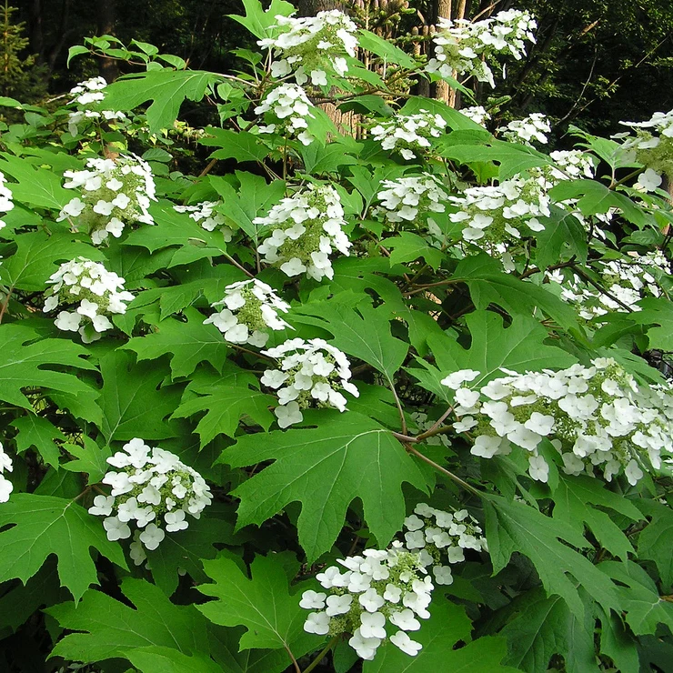 Eichenblättrige Hortensie - Image 2