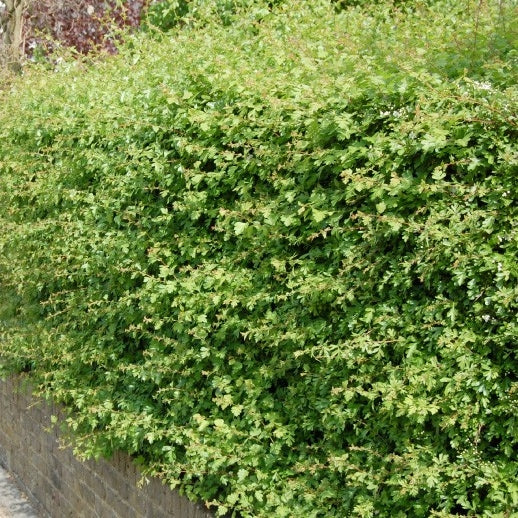 Eingriffeliger Weißdorn - Image 2