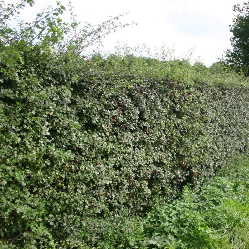 Eingriffeliger Weißdorn - Image 3