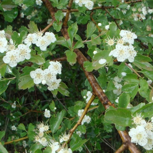 Eingriffeliger Weißdorn - Image 4