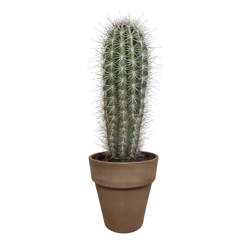 Elefantenkaktus im Dektopf grau 17 cm Ø