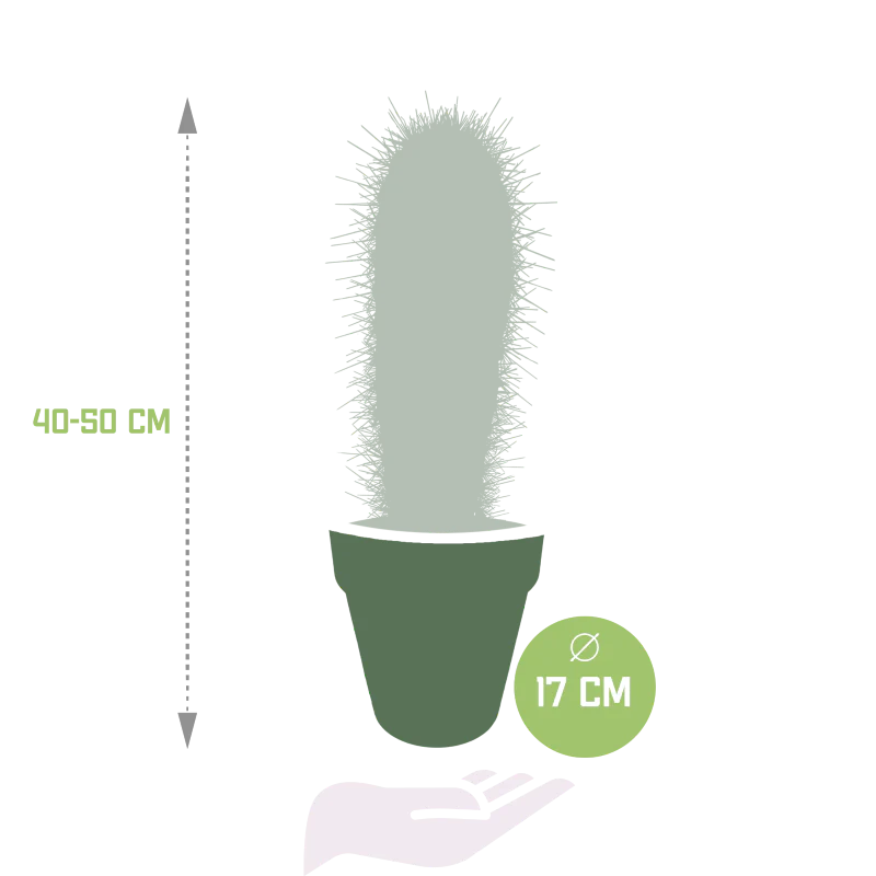 Elefantenkaktus im Dektopf grau 17 cm Ø - Image 2