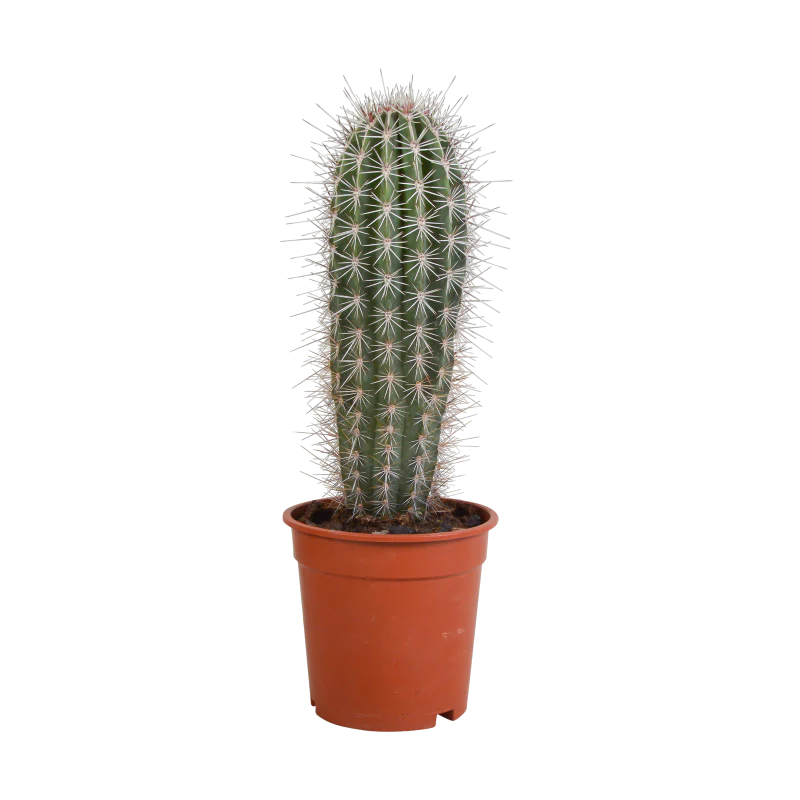 Elefantenkaktus im 17 cm Topf Ø