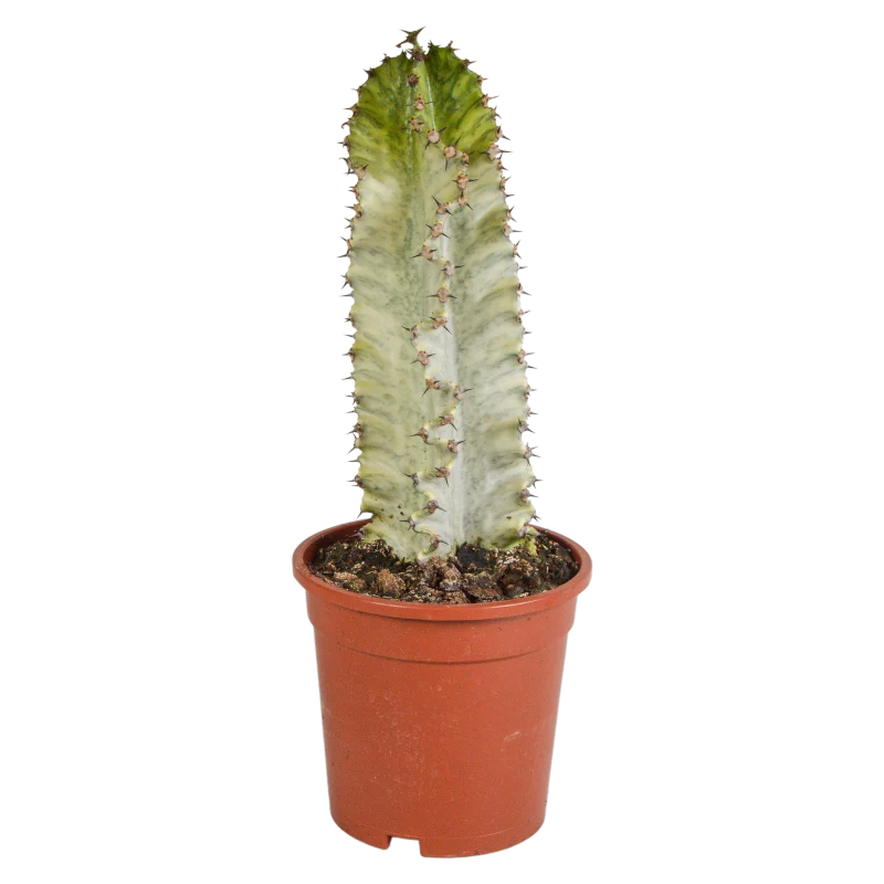 Euphorbia marmorata im Topf 17 cm Ø
