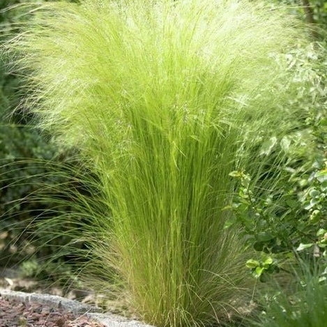 Federgras - Image 2