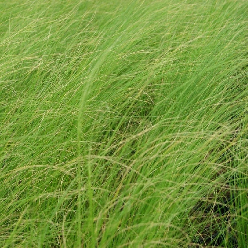 Federgras - Image 3
