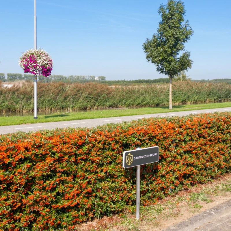 Feuerdorn 'Dart's Red' (Fertighecke) - Image 4