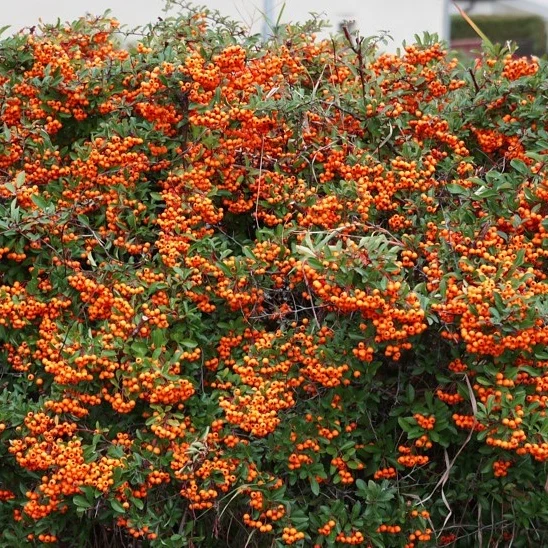 Feuerdorn orange - Image 2