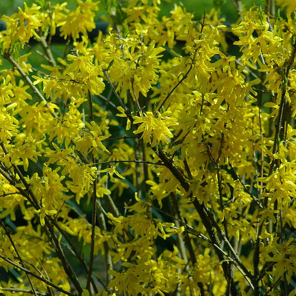 Forsythie 'Spectabilis' - Image 2